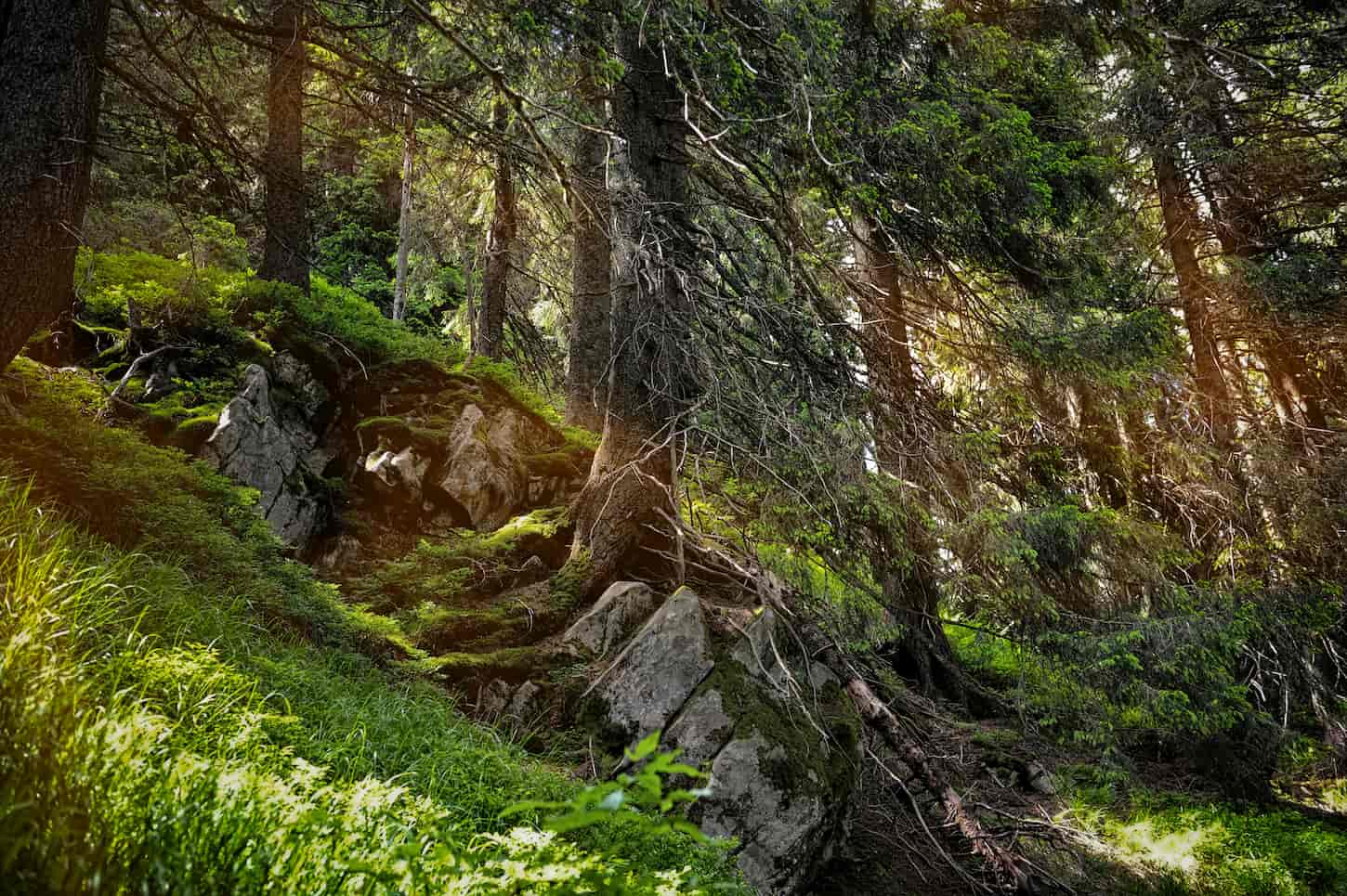 Last Names that Come from Nature: 15 Origin Stories